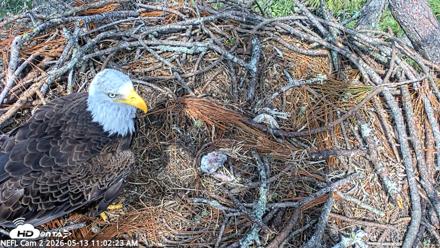 NE Florida Eagles Live Webcam - May 13, 2026, 11:03am EDT
