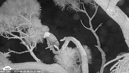 NE Florida Eagles Live Webcam - Aug 25, 2026, 6:26am EDT