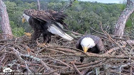 NE Florida Eagles Live Webcam - Sep 25, 2026, 9:23am EDT