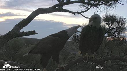 NE Florida Eagles Live Webcam - Sep 4, 2026, 6:40am EDT