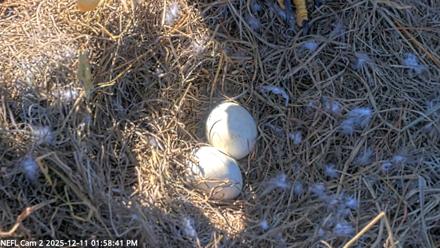 NE Florida Eagles Live Webcam - Dec 11, 2025, 1:59pm EST