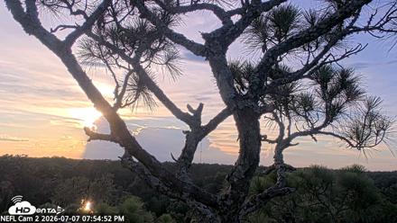 NE Florida Eagles Live Webcam - Jul 7, 2026, 7:55pm EDT