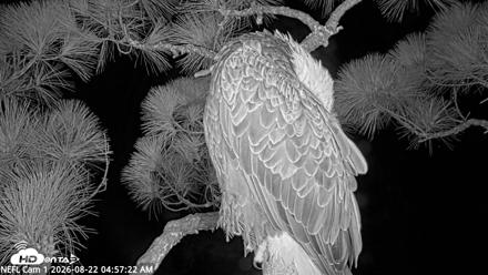 NE Florida Eagles Live Webcam - Aug 22, 2026, 4:58am EDT