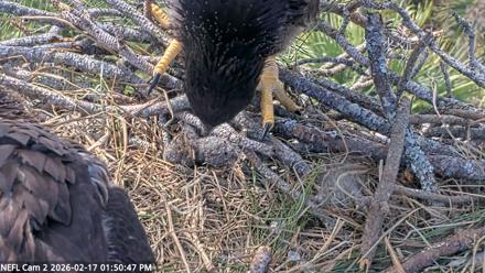 NE Florida Eagles Live Webcam - Feb 17, 2026, 1:53pm EST