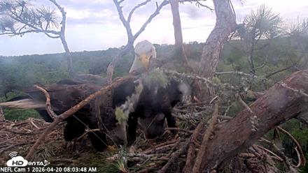 NE Florida Eagles Live Webcam - Apr 20, 2026, 8:04am EDT