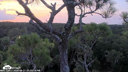 NE Florida Eagles Live Webcam - Aug 21, 2026, 7:51pm EDT