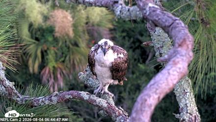 NE Florida Eagles Live Webcam - Aug 4, 2026, 6:47am EDT