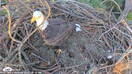 NE Florida Eagles Live Webcam - Sep 26, 2026, 7:27am EDT
