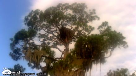 NE Florida Eagles Live Webcam - Jun 19, 2026, 8:05am EDT