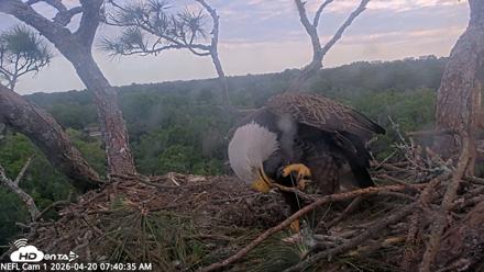 NE Florida Eagles Live Webcam - Apr 20, 2026, 7:41am EDT