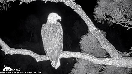 NE Florida Eagles Live Webcam - Aug 6, 2026, 8:47pm EDT