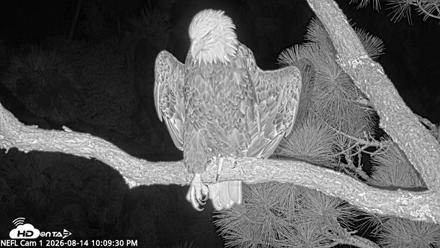 NE Florida Eagles Live Webcam - Aug 14, 2026, 10:10pm EDT