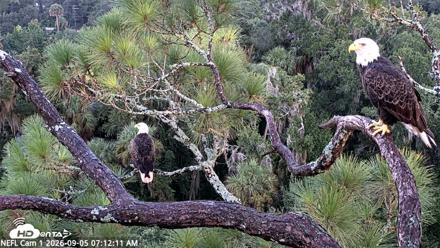 NE Florida Eagles Live Webcam - Sep 5, 2026, 7:13am EDT