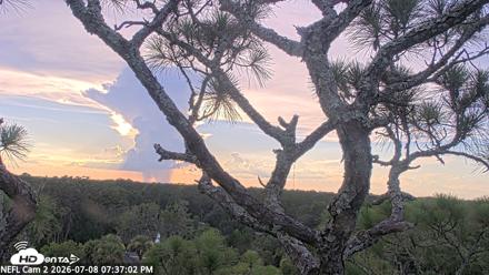 NE Florida Eagles Live Webcam - Jul 8, 2026, 7:38pm EDT