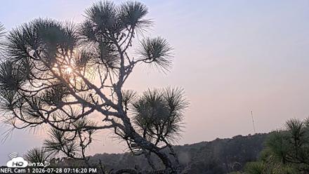 NE Florida Eagles Live Webcam - Jul 28, 2026, 7:17pm EDT