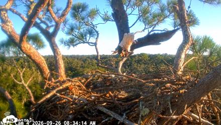NE Florida Eagles Live Webcam - Sep 26, 2026, 8:35am EDT