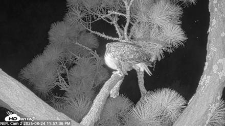 NE Florida Eagles Live Webcam - Aug 24, 2026, 11:58pm EDT