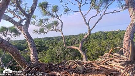 NE Florida Eagles Live Webcam - Jun 11, 2026, 6:53pm EDT