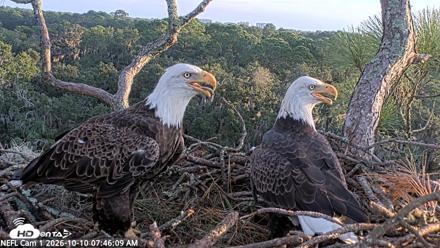 NE Florida Eagles Live Webcam - Oct 10, 2026, 7:47am EDT