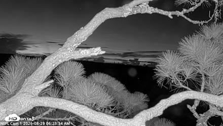 NE Florida Eagles Live Webcam - Aug 29, 2026, 6:24am EDT