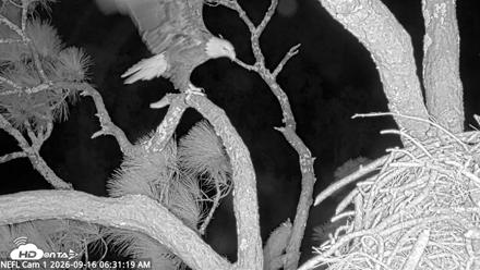NE Florida Eagles Live Webcam - Sep 16, 2026, 6:32am EDT