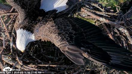 NE Florida Eagles Live Webcam - Sep 16, 2026, 8:28am EDT