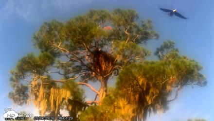 NE Florida Eagles Live Webcam - Sep 6, 2026, 8:05am EDT