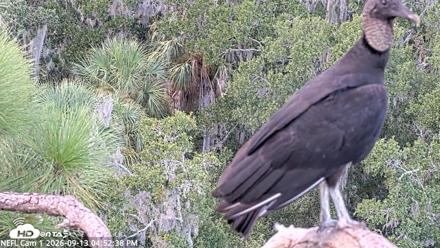 NE Florida Eagles Live Webcam - Sep 13, 2026, 4:53pm EDT