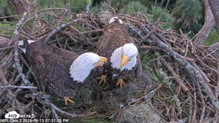 NE Florida Eagles Live Webcam - Sep 15, 2026, 7:32pm EDT