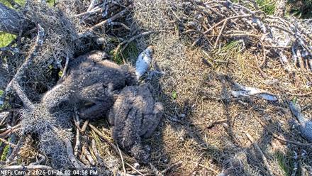 NE Florida Eagles Live Webcam - Jan 28, 2026, 2:05pm EST