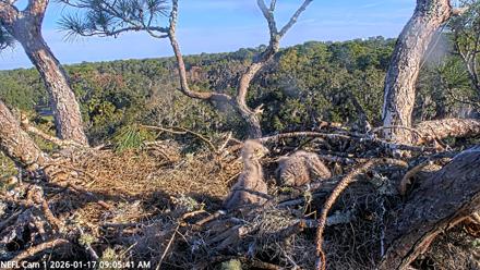 NE Florida Eagles Live Webcam - Jan 17, 2026, 9:06am EST