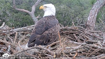 NE Florida Eagles Live Webcam - Oct 18, 2026, 8:07am EDT