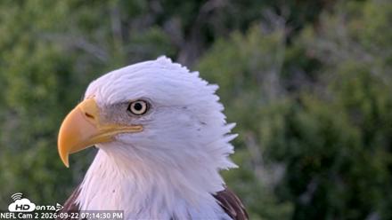 NE Florida Eagles Live Webcam - Sep 22, 2026, 7:15pm EDT