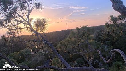 NE Florida Eagles Live Webcam - Jun 28, 2026, 8:03pm EDT