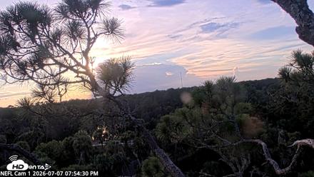 NE Florida Eagles Live Webcam - Jul 7, 2026, 7:55pm EDT