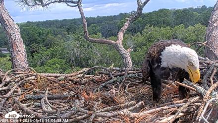 NE Florida Eagles Live Webcam - May 13, 2026, 11:05am EDT