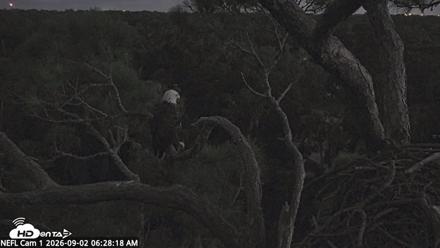 NE Florida Eagles Live Webcam - Sep 2, 2026, 6:29am EDT