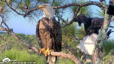 NE Florida Eagles Live Webcam - Sep 4, 2026, 8:14am EDT