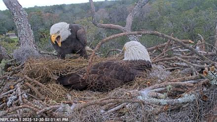 NE Florida Eagles Live Webcam - Dec 30, 2025, 2:02pm EST