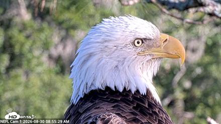 NE Florida Eagles Live Webcam - Aug 30, 2026, 8:57am EDT