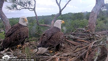 NE Florida Eagles Live Webcam - Apr 27, 2026, 9:56am EDT