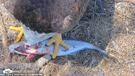 NE Florida Eagles Live Webcam - Apr 16, 2026, 12:09pm EDT