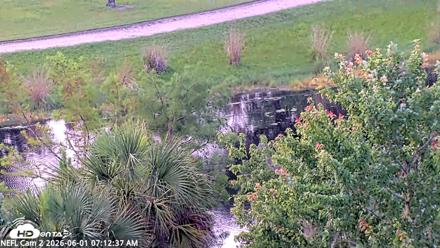 NE Florida Eagles Live Webcam - Jun 1, 2026, 7:13am EDT