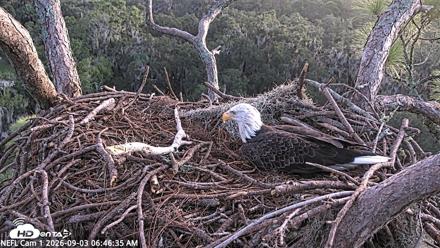 NE Florida Eagles Live Webcam - Sep 3, 2026, 6:48am EDT