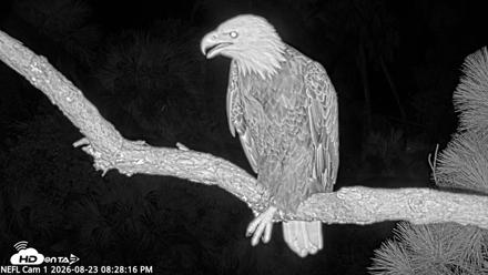 NE Florida Eagles Live Webcam - Aug 23, 2026, 8:29pm EDT