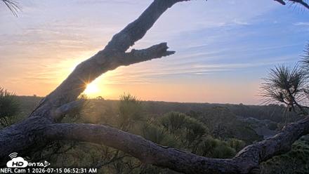 NE Florida Eagles Live Webcam - Jul 15, 2026, 6:53am EDT