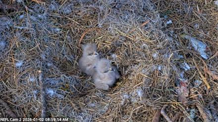 NE Florida Eagles Live Webcam - Jan 2, 2026, 9:00am EST