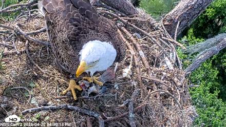 NE Florida Eagles Live Webcam - Apr 20, 2026, 4:31pm EDT
