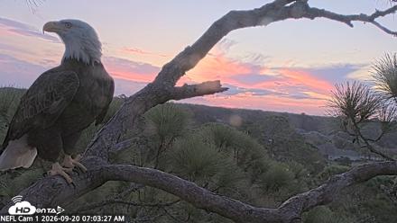 NE Florida Eagles Live Webcam - Sep 20, 2026, 7:04am EDT