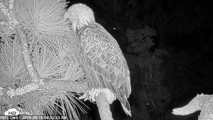 NE Florida Eagles Live Webcam - Aug 16, 2026, 4:53am EDT